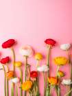 Vibrant Ranunculus Art Print