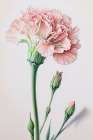 Powder Pink Carnations Art Print
