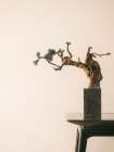 Patience and Dedication Bonsai Minimalist Print
