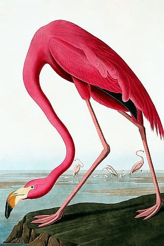 Flamingo Art Print