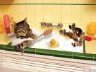 Kitchen Spa Art Print
