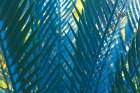 Blue Palms, Antibes Art Print