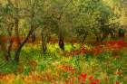 Poppies in Olive Orchard, Sicily Art Print