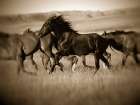 Dark Horse Art Print