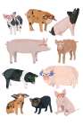 Pigs in Glasses Art Print