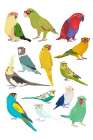 Parrots Art Print