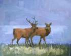 Two Red Deer Art Print