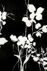 Silhouette Leaves 1 Art Print by Design Fabrikken