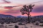 Joshua Sunset Art Print by Darrell OSullivan