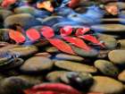 Leaves in Water Art Print by Darrell OSullivan