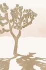 Desert Joshua Tree I Art Print