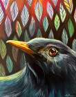 Blackbird Art Print