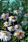 Daisies 2 Art Print