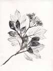 Elder BW Art Print