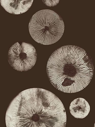 Mushroom 5 Dark Brown Art Print