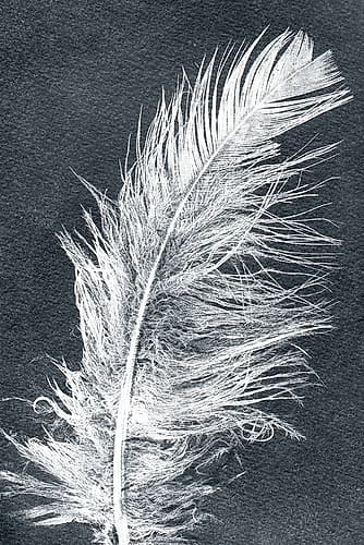 Feather 1 Dark Art Print