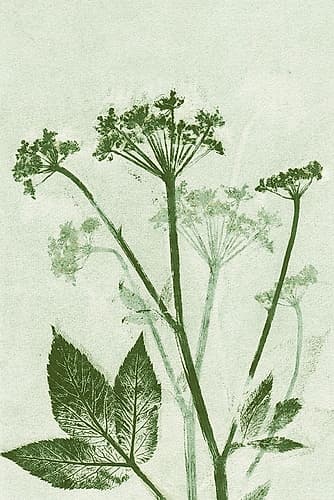Ground Elder Green Minimalist Print