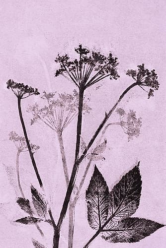Ground Elder Violet Art Print
