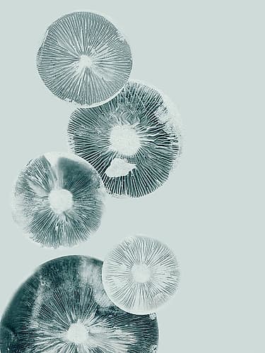 Mushroom Light Teal Art Print