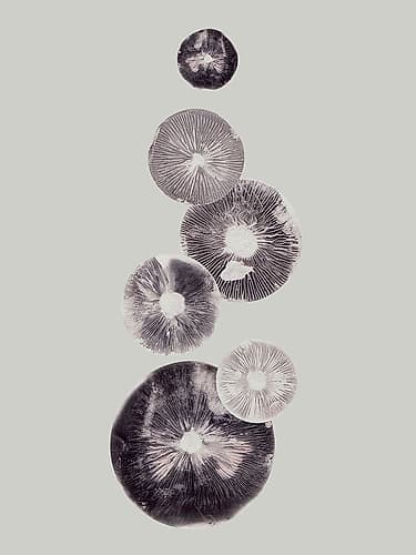 Mushroom Light Grey Art Print