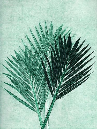 Palm 4 Green Art Print