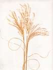 Silvergrass Mustard Art Print