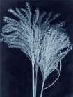 Silvergrass Midnight Blue Art Print