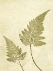 Fern Olive Art Print