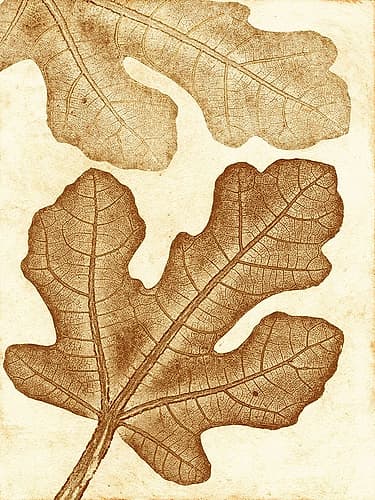 Fig Ochre Art Print