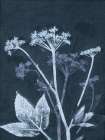 Ground Elder Art Print