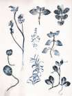 Herbs Garden Blue Art Print