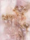Honeysuckle Golden Rose Art Print