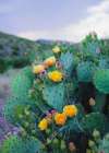 Spring Cacti No. 2 Art Print