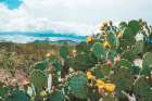 Cactus Blooms in Big Bend Art Print