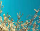 Cherry Tree Blossoms Art Print