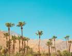 Palm Springs Palm Trees Art Print