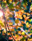Sunny Yellow Leaves Art Print