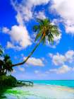 Sanibel Island Art Print
