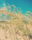 Sea Oats Art Print