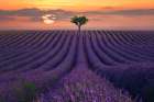 For the Love of Lavender Art Print