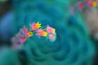 Rosularia Art Print
