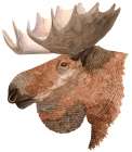 Moose Art Print