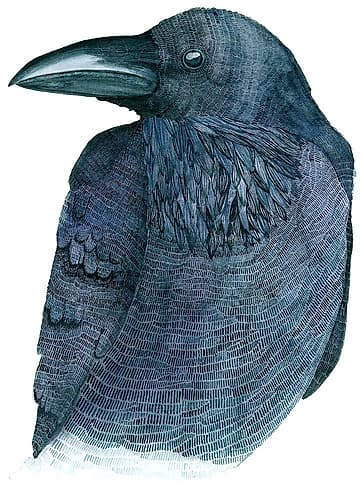Raven Art Print