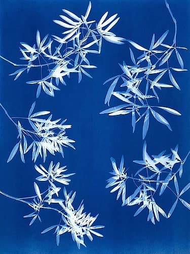 Light through Leaves 2 Art Print by Christine So