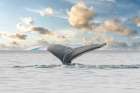 Antarctica Whale Tail III Art Print