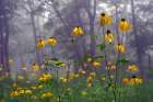 Coneflower Art Print