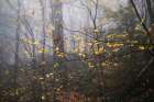 Black Birch in Autumn Art Print