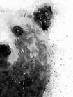 Bear At Attention Art Print