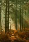 Wyre Forest 3 Art Print
