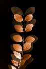 Fall Leaves 7 Art Print